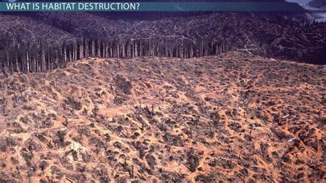 Habitat Destruction | Definition, Types & Examples - Lesson | Study.com