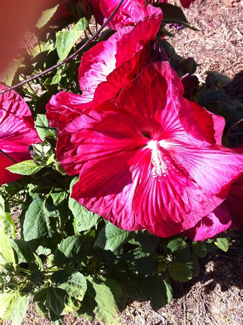 Hardy red Hibiscus in zone 5b