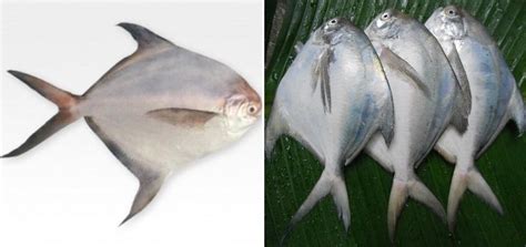 Pomfret Fish Farming, Types of Pomfrets - a Full Guide | Agri Farming