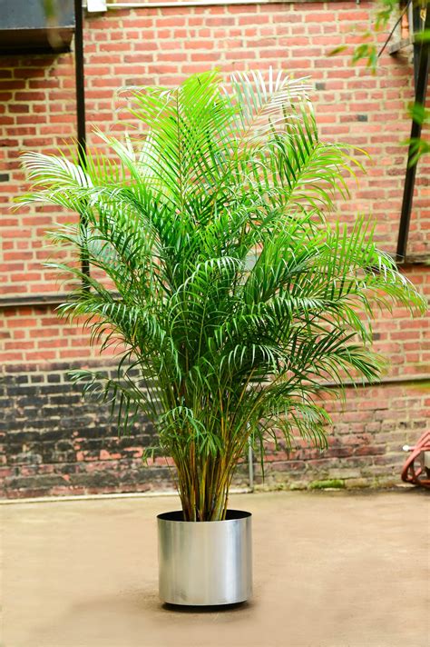 Areca Palm – Interior Foliage Design