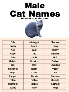 500+ Most Popular Cat Names in English - Vocabulary Point