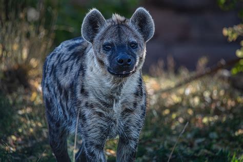 Explained: African Wild Dog vs Hyena — Viatu