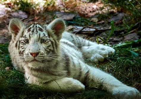 Tiger Cub Photos, Download The BEST Free Tiger Cub Stock Photos & HD Images