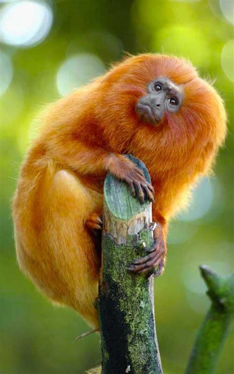 Golden Lion Tamarin - Monkey Facts and Information | Rainforest animals, Animal facts, Rare animals