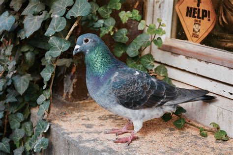 Free Images : bird, wildlife, beak, fauna, vertebrate, pigeons and doves, stock dove 6000x4000 ...