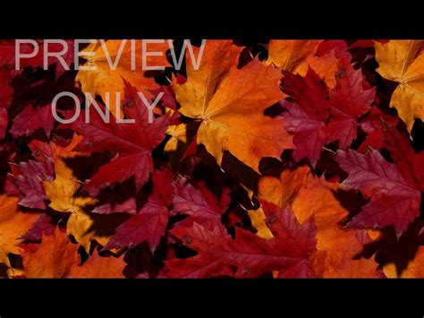 Fall Leaves 04 | Visual Media Church | WorshipHouse Media