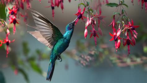 Photo Birds Colibri Animals 3840x2160