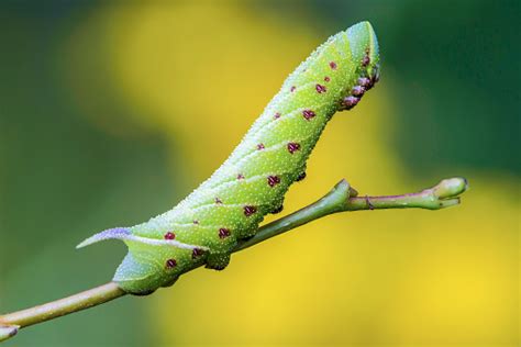 The Unusual Thick Caterpillar Of The Sphingidae Beautifully Stock Photo - Download Image Now ...