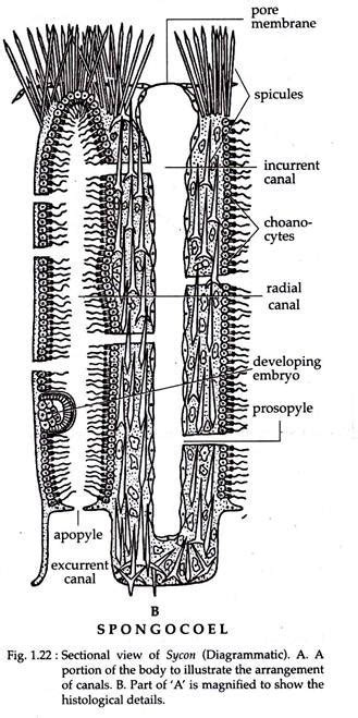 Study Notes on Scypha | Porifera