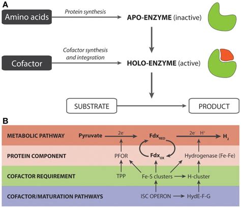 (A) Generalized overview of the synthesis of holoenzymes. (B ...