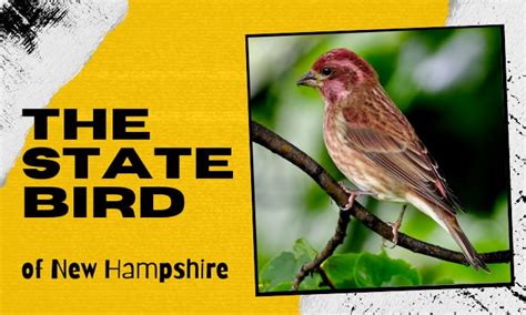 What Is the State Bird of New Hampshire? - Purple Finches