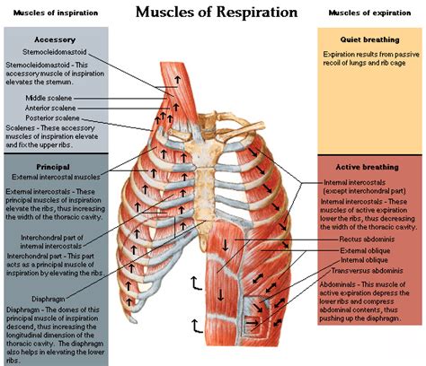 muscles of the chest shoulder and upper limb origin and insertion - ModernHeal.com