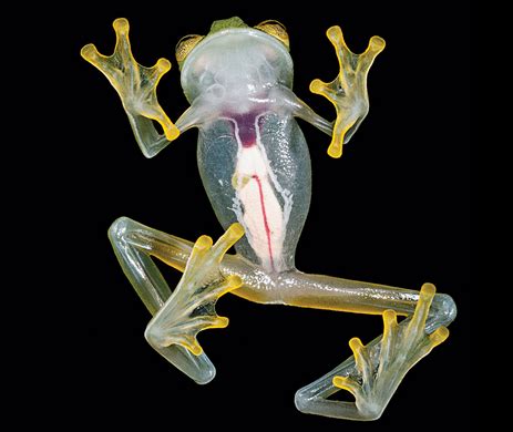 8 Facts about Glass Frog: a Transparent Wonder - Odd Facts