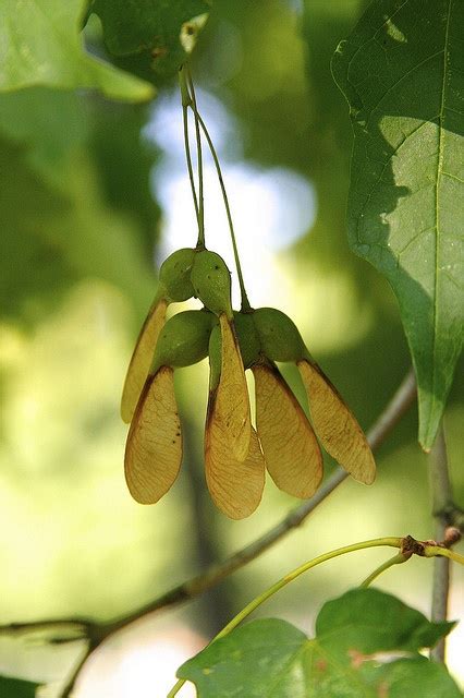 Sugar Maple Seeds | Sugar maple, Seeds, Sugar