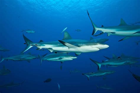 Grey reef sharks hang out with the same friends year after year | New Scientist
