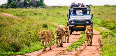 Safari in Africa: Le 8 Migliori Mete per i Safari