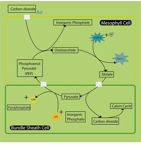 Explain the Hatch-Slack pathway.