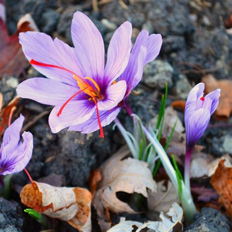 Saffron Crocus Sativus Bulbs | Buy Crocus Bulbs in Bulk at Eden Brothers