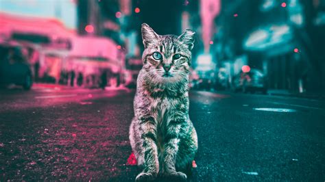 1920x1080 Cat Road Lights Laptop Full HD 1080P ,HD 4k Wallpapers,Images,Backgrounds,Photos and ...