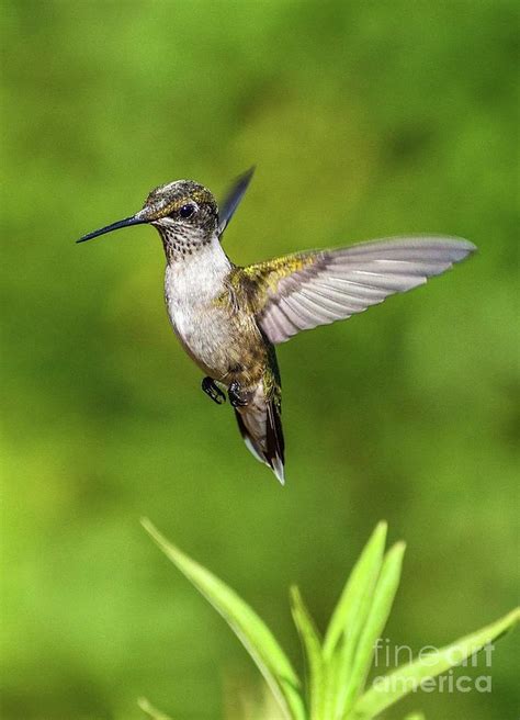 Suspended Juvenile Ruby-throated Hummingbird Photograph by Cindy Treger - Fine Art America