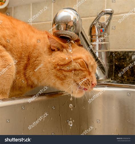 Funny Ginger Cat Drinking Water Kitchen Stock Photo 395658742 | Shutterstock