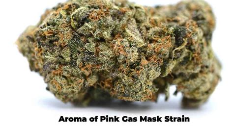 Pink Gas Mask Strain Review - BudExpressNOW