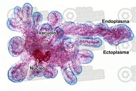 Amoeba Proteus Under A Microscope