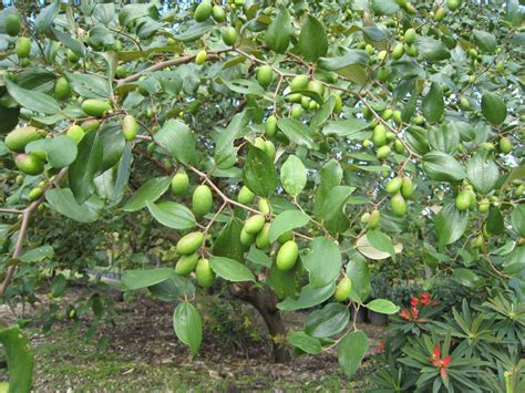 Zizyphus jujuba (Jujube Tree) - Richard Lyons Nursery, Inc.