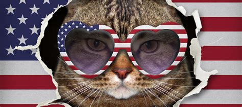 American Cat