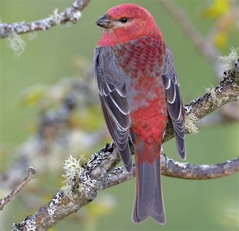 Head Up North to See Pine Grosbeaks - Birds and Blooms