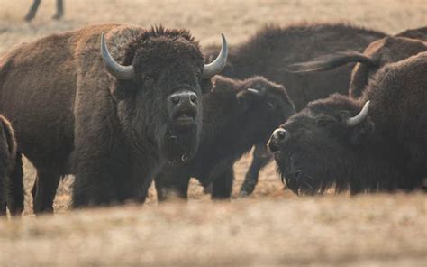 bison herd | Prescott eNews