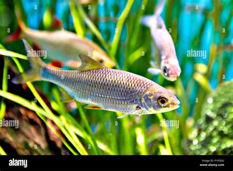 Los peces de la familia Cyprinidae es común denominado rudd o Scardinius erythrophthalmus ...