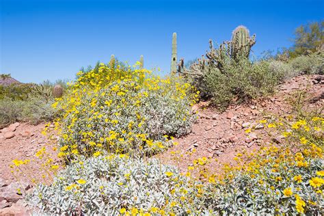 Sonoran Desert Plants Photograph by Jodi Jacobson