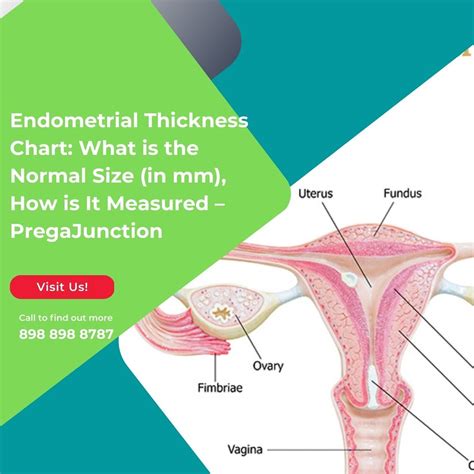 Endometrial Thickness Chart: What is the Normal Size (in m… | Flickr