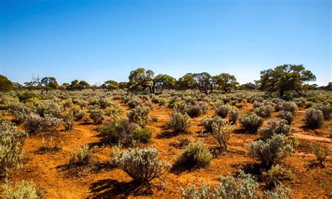 The Great Australian Desert - A-Z Animals