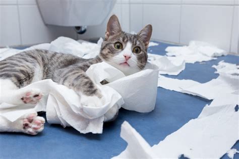 Pica In Cats: Causes, Symptoms, & Treatment - All About Cats