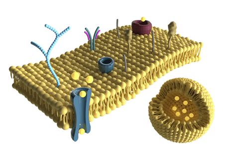 What is scientific illustration - Application of scientific design