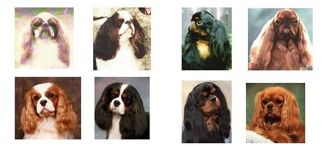 English Toy Spaniel - Cavalier King Charles Spaniel - Difference