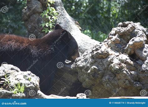 Louisiana Black Bear stock photo. Image of animal, ferocious - 114668774