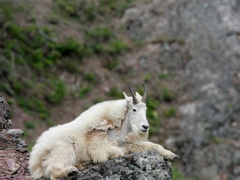 Climate Change Melts Snow That Mountain Goats Need To Survive ...