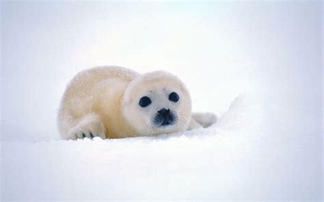 Baby Animal Seals Wallpapers - Wallpaper Cave