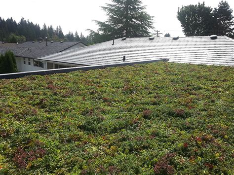 Green Roof Installation - BestWest Group