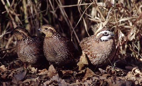 Quail Forever quail trio | Panhandle Agriculture