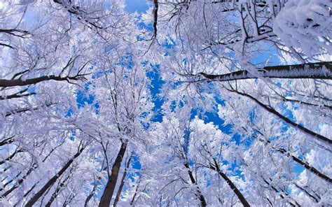 Snowy Trees Wallpapers - Wallpaper Cave