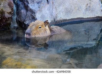 Capybara Relaxing Hot Spring Stock Photo 426984358 | Shutterstock