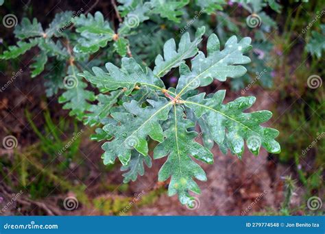 Sessile Oak (Quercus Petraea) Stock Photo - Image of horizontal, people ...