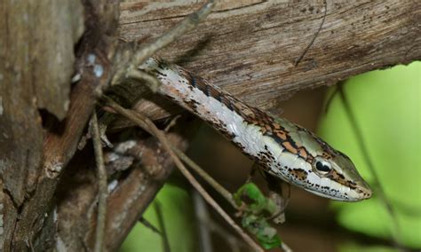 Twig Snake (Thelotornis capensis) | Skukuza Nursery Boardwal… | Flickr