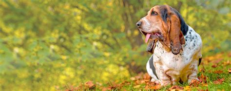 Basset Hound Dog Names | Popular Male and Female Names | Wag!