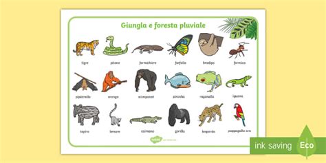 Gli animali della foresta pluviale Vocabolario Illustrato