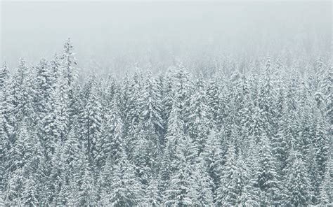 Snow covered tree landscape iMac Wallpaper Download | AllMacWallpaper